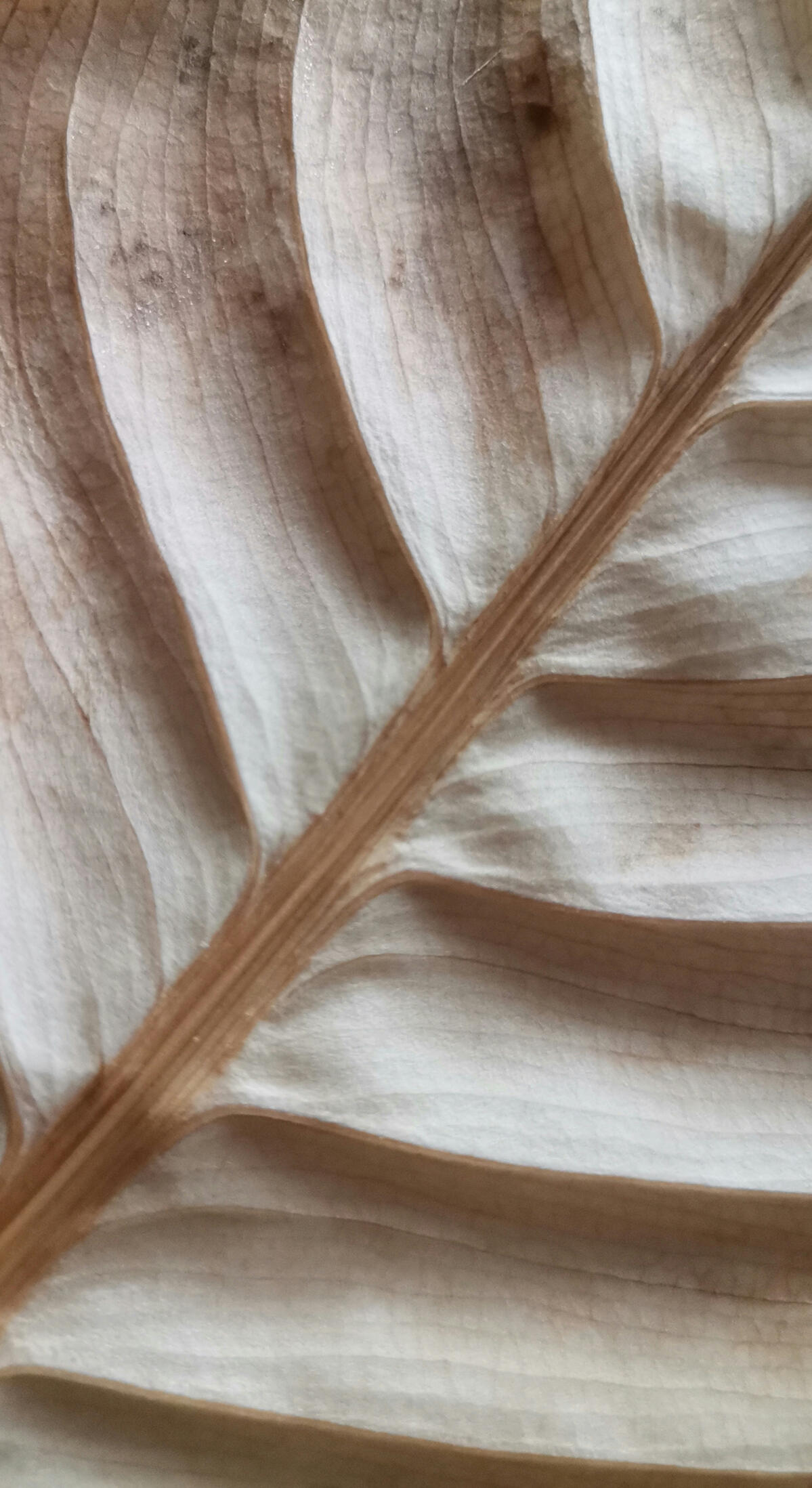 Cambaya Beach Resort Practice