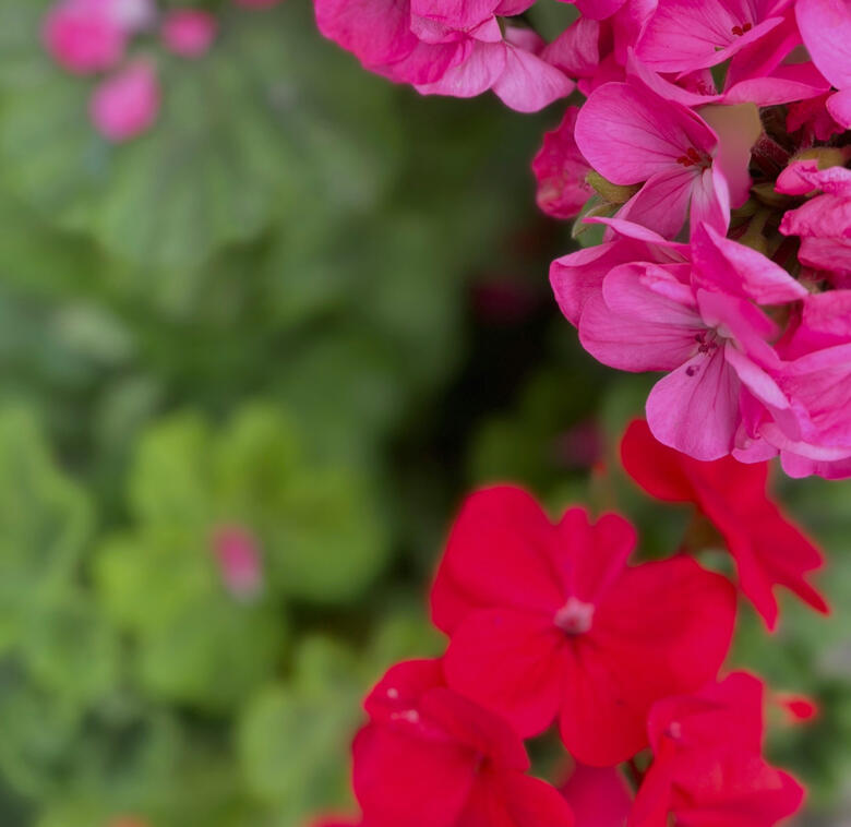 Cambaya Beach Resort 3 Night Experience